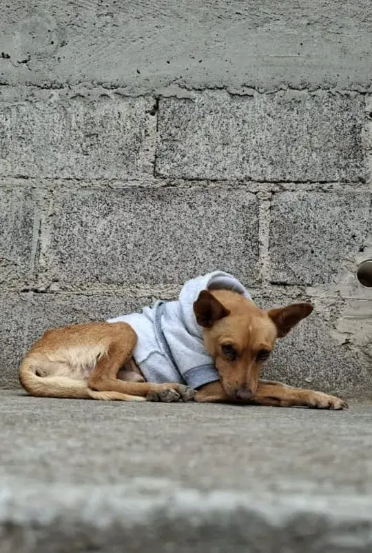 Chaparrito, perro en adopción en Ciudad de México, Ciudad de México
